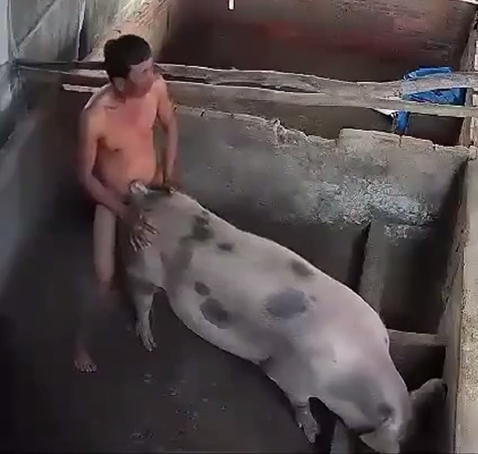 4 phút rùng mình nắc bé heo siêu nặng, múp rụp